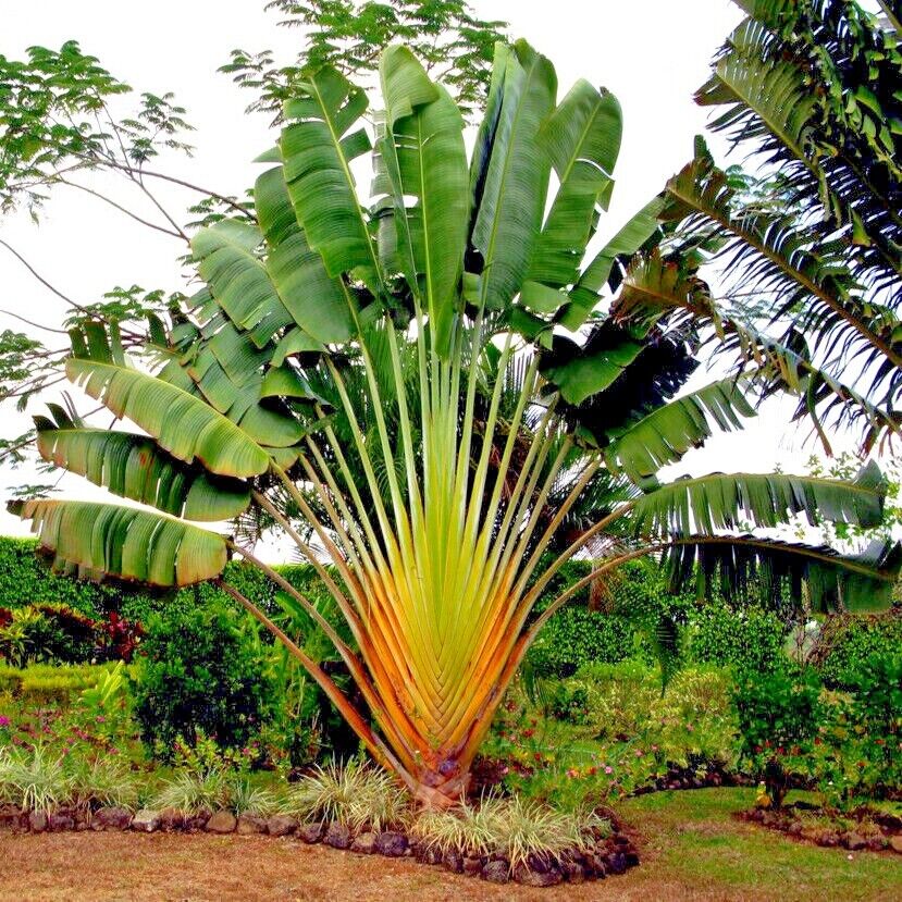 Ravenala madagascariensis – Madagascan Travelers Palm – Buy seeds at