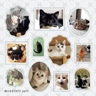 Foto 7 di 14