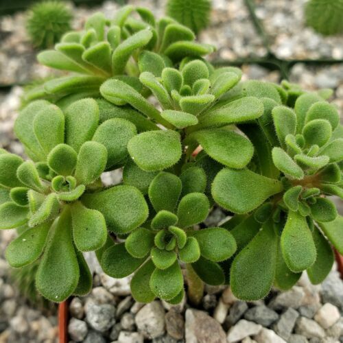Aeonium 'Starburst' Succulent Plant | eBay