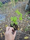 2 Plants Florida Everglades Cherry Tomato Live Plant Organic Solanum
