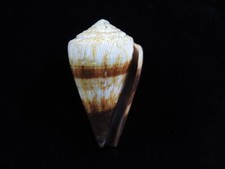 Sea shell Conus miles 77.2mm ID#8549