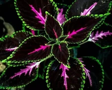 20 Coleus Seeds | Rare Color Mix | Pink, Black, Green Variegated Foliage