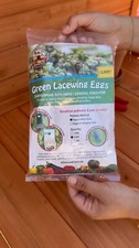 Green Lacewing Eggs in Rice Hulls - 2,500 Count - Aphid Exterminator
