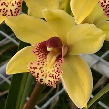 Cymbidium Barrita Unruly 'Grellow 2 spk'. 5" Pot