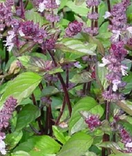 250 Cinnamon Basil Seeds Herb Seeds