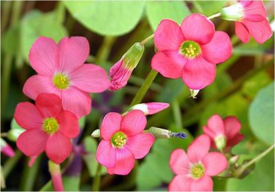 30 Zwiebeln Oxalis tetraphylla, Kleeblatt, Glücksbringer, rote Blume