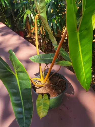 Philodendron billietiae orange potted live plant 6" pot great house plant