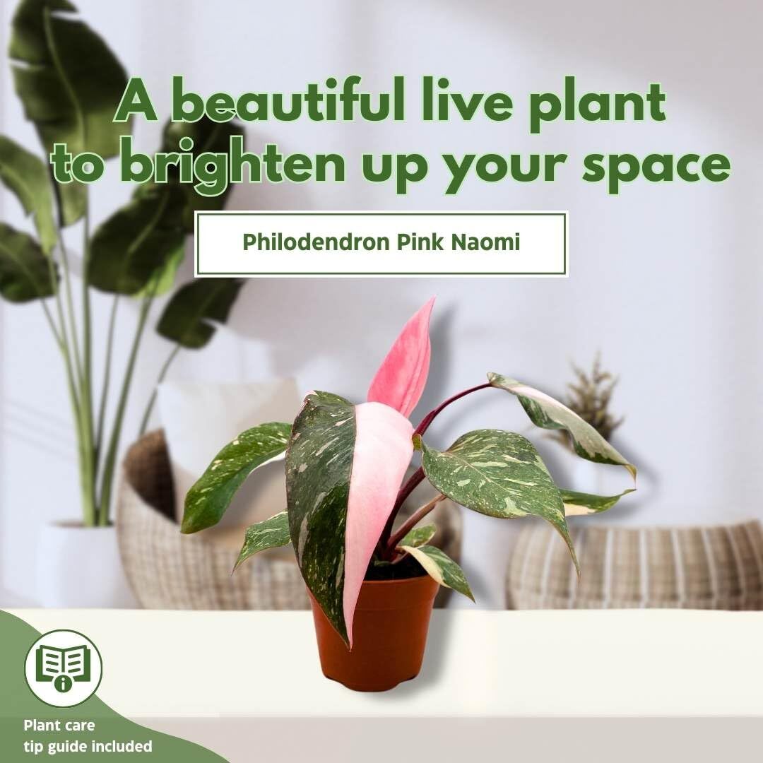 philodendron red anderson variegated Philodendron Red Anderson variegated TC Plantlet Grower's Choice *In Stock*