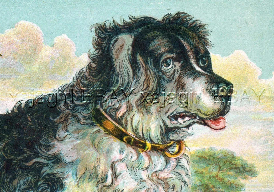 СОБАКА Ньюфаундленд Лансир Черно-белый, Удивительный Редкий 1870-е Хромолитный Принт - Изображение 2 из 3