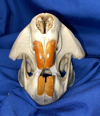 Beaver Skull