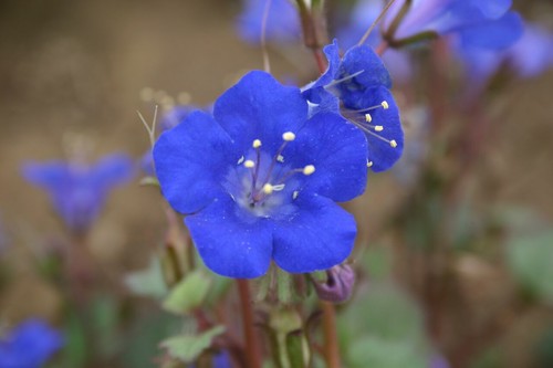 9 Arten Mischung blaue Wildblumensamen | verschiedene Sorten Wildblumensamen blaue Blumen 2025 - Bild 2 von 10