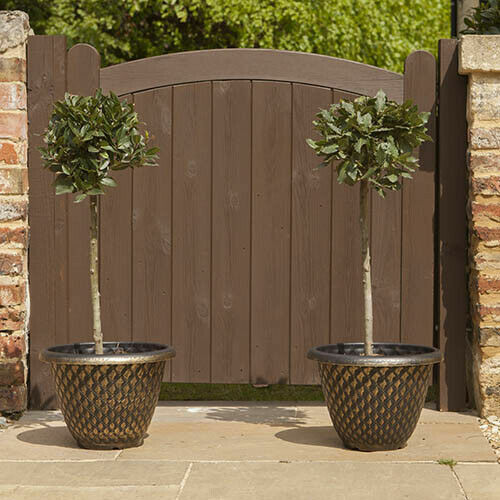 2 x Stunning Standard Bay Trees Lollipop Form 70-80cm tall - Picture 2 of 11