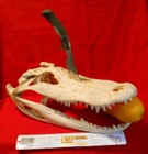 BCS SCHOPP MONTANA " GATOR HUNTER SKULL  "  SNAKE  LOGO  CUSTOM KNIFE — photo 3