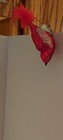 2 Vintage Bird Clip-on Glass Christmas Ornaments Germany Cardinal Red Glitter 6" — photo 9