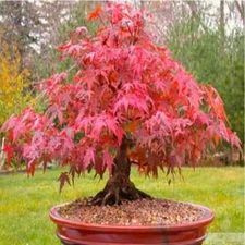 20 Seeds Japanese Red Maple Tree Bonsai Rare plant for home garden