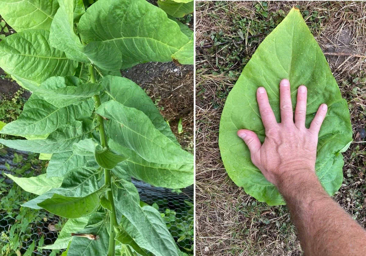 buy tobacco leaves uk tobacco leaf products for sale