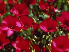 Beautiful Scarlet Flax Seeds 200 SEEDS --BUY 4 ITEMS FREE SHIPPING