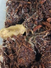 2oz grindal worm starter culture. Buy 1 Get 1 Free