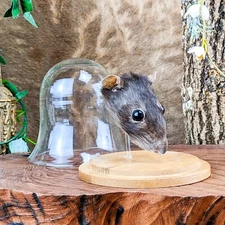 Rat Head Glass dome display Taxidermy Oddities Curiosities home decor