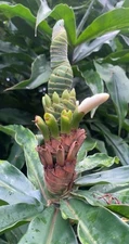 Yellow Spiral Ginger 5 rooted cuttings Dimerocostus strobilaceous HAWAII GROWN 