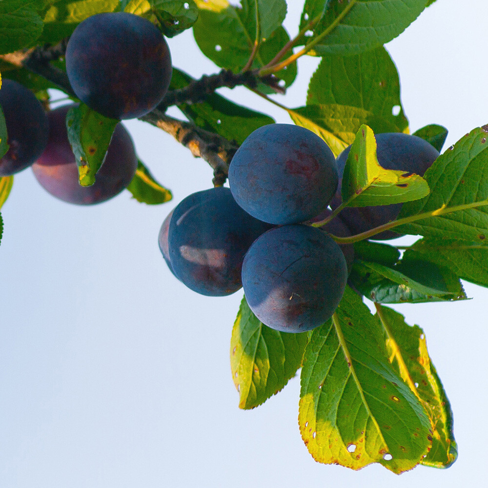 Plum Little Vic Patio Fruit Tree in a 4L Pot eBay