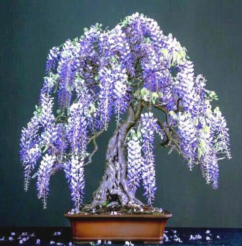 Purple Wisteria Bonsai Tree Seeds, 10 Pack - Highly Prized Flowering Bonsai,  Wis | eBay