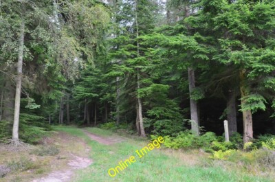Photo 6x4 Path in Bowmont Forest Heiton Three routes in the forest have b c2014