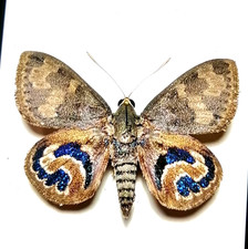 castnia escalant MALE,A1  unmounted,from another locality ,fresh specimens