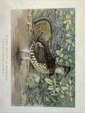 Ruffed Grouse or Partridge Print 1902 John L. Ridgway Color Illustrated Antique