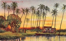 Hawaii - Cocoanit grove and mirage - Publ. Cardinell Vincent Co. 6221