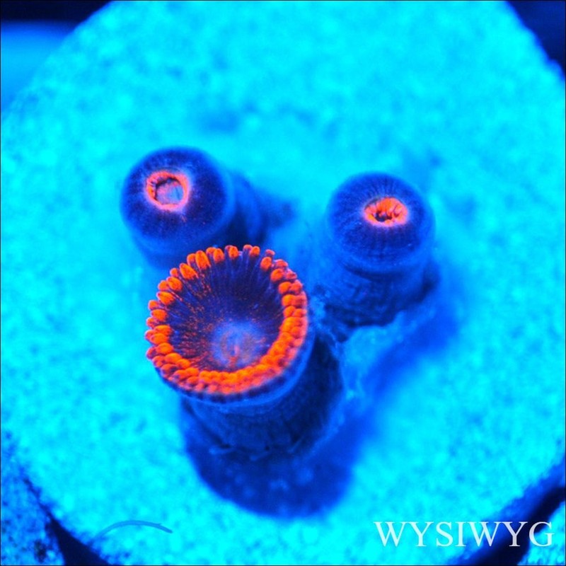 Corals of Eden ~ WYSIWYG Live Coral Frag ~ Fire & Ice Zoa - Soft Coral
