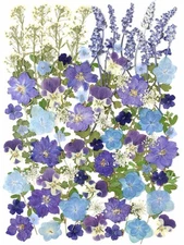 100 PCS Real Dried Pressed Flowers Leaves Natural Plant Herbarium for DIY Res...