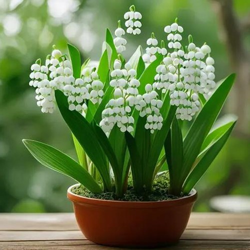 Convallaria Majalis Frische Samen Maiglöckchen Samen Gartenpflanzensamen ∆ - Picture 14 of 18