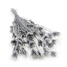 Orientalischer Schwarzk&uuml;mmel (Nigella orientalis) - Silber