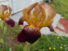 Bearded Iris, Intermediate Size, 5 Rhizomes, Plants, Flowers, Roots. About 20"