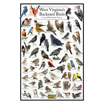 West Virginia's Backyard Birds Poster - West Virginia Bird Watching Chart