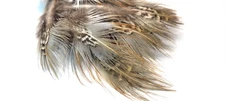 PHEASANT TAIL FEATHERS - GRAY/ BROWN - WING - 12 pc. - Fly Tying Materials