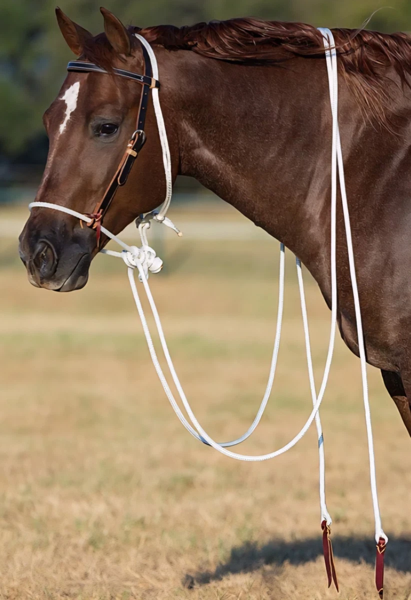 A Horse Selected by Clinton | Downunder Horsemanship A Horse Selected by Clinton | Downunder Horsemanship