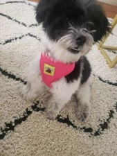 USA Based Dog Harness Soft Gentle No Pull No Choke Adjustable Breathable  