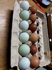 Easter Egger and Black Copper Maran Hatching Eggs