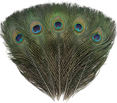 12 Pcs Plumas De Ojos De Pavo Real Naturales Reales De 10 a 12 Pulgadas