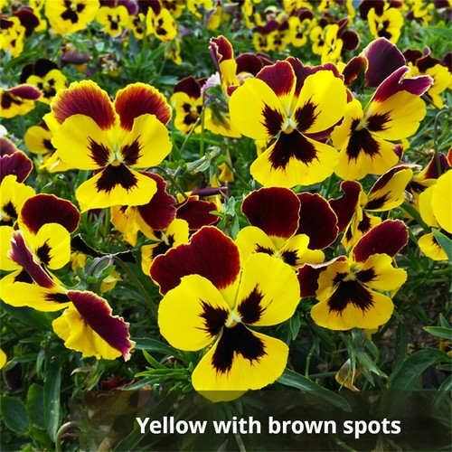 500 Multicolor Pansy Seeds Winter Cold-Resistant Iris Balcony Courtyard Flowers - Picture 28 of 41