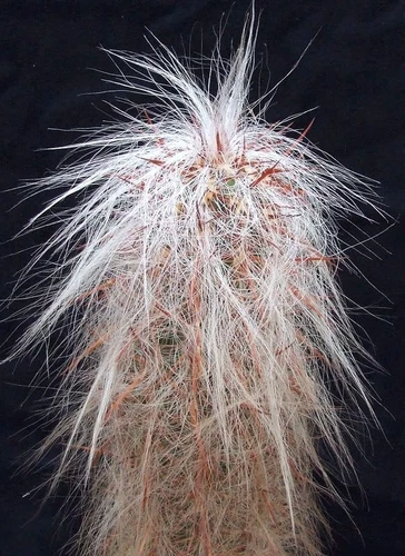 OLD MAN OF THE ANDES (Oreocereus fossulatus) 10 seeds - Picture 1 of 4