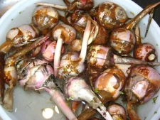 Arrowhead water vegetable 5 tubers , perennial , Sagittaria Latifolia