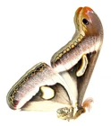 LEPIDOPTERA, SATURNIIDAE, EPIPHORA BOOLANA from TOGO