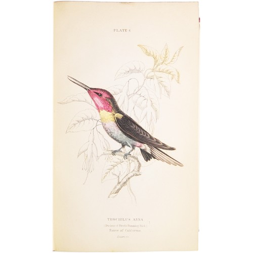 1843 Jardine HUMMINGBIRDS VOLUME 1! 31 HAND-COLORED ENGRAVINGS (Ornithology XIV) - Picture 15 of 24
