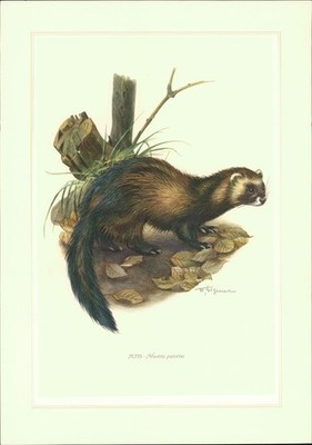 Kunstdruck - Offsetdruck. Wilhelm Eigener : ILTIS - Mustela putorius (Linné) Far
