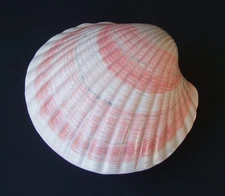 1985 Vintage Fitz & Floyd Scallop Shell Trinket Box Covered Dish FF Japan