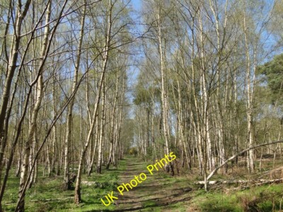 Foto 6x4 Ein Spaziergang durch den Wald von Chillesford besteht hauptsächlich aus Sil c2015