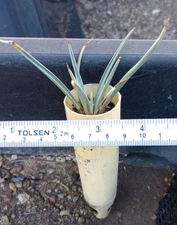 Yucca brevifolia Jaegeriana Nevada Joshua Tree in 6 inch Plug Pot
